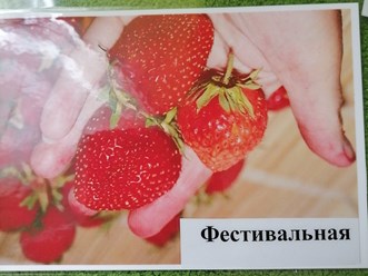 Фестивальная