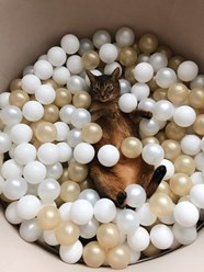 Фото компании ИП Anlishop 1