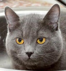 Фото компании  Зоогостиница "Маяк" 8