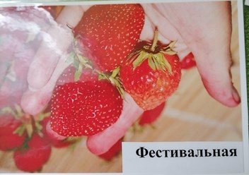 Фестивальная