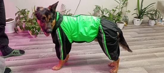 Фото компании Самозанятый Пес в пальто 87