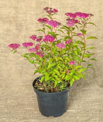 Фото компании ИП Садовый центр "Green Town" 17