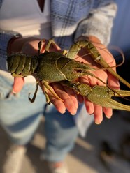 Фото компании  Хмельные раки 9