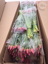 Фото компании  Тюльпаны оптом 3