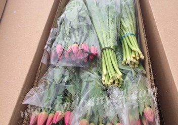 Фото компании  Тюльпаны оптом 3