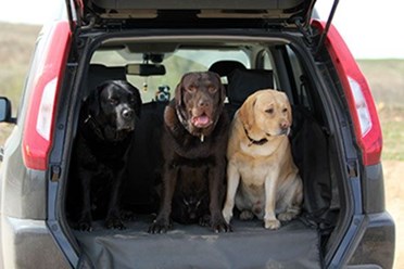 Три "собакена" ждут когда поедем ))).