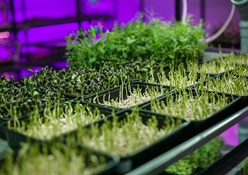 Микрозелень в Костроме