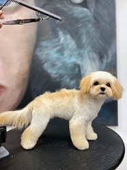 Фото компании  UrbanDog 20