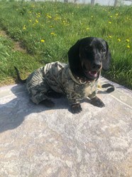 Фото компании Самозанятый Пес в пальто 82