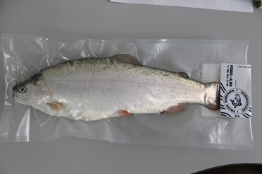 запаковываем в вакуумную упаковку, чтобы рыбка не испачкала полки в холодильнике и не было запаха рыбы