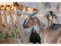 Фото компании  «Зарановка» 3