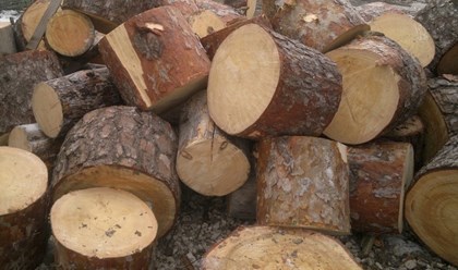 Сосновые дрова чурками с доставкой