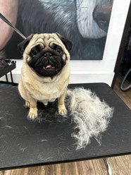 Фото компании  UrbanDog 4