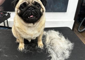 Фото компании  UrbanDog 4