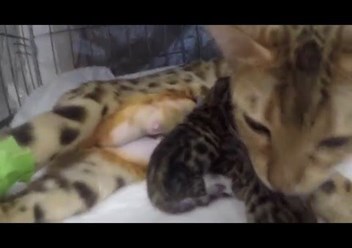 Фото компании  Вега 4