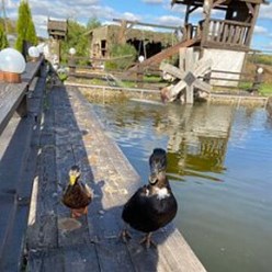 Фото компании ИП СельскийДворик 13