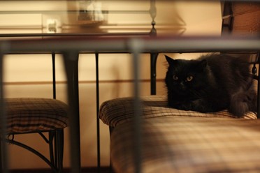 Фото компании  Cats, кафе 42