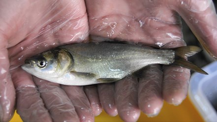 Белый толстолобик