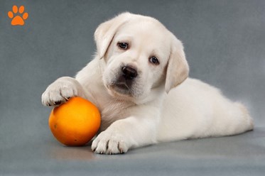 Фото компании ООО Питомник лабрадоров AnnLabs 3