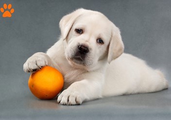 Фото компании ООО Питомник лабрадоров AnnLabs 3