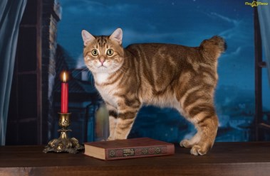 Фото компании  Moy Meow 7