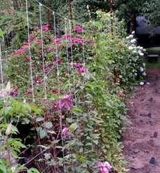 Фото компании  Бал Цветов 12