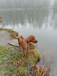 Фото компании  Зоогостиница "Маяк" 2