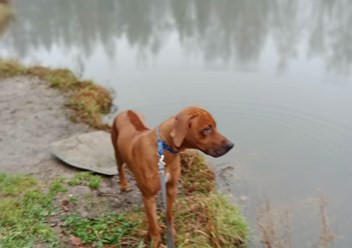 Фото компании  Зоогостиница "Маяк" 2