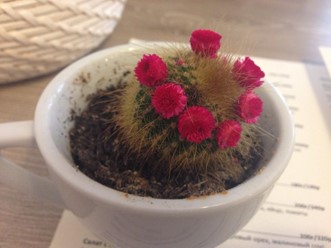 Фото компании  Клумба, кафе 55