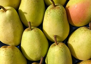Груша Санта Мария из Турции. 115 руб./кг