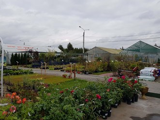 Саженцы в садовом центре Оазис Маркет Электрогорск