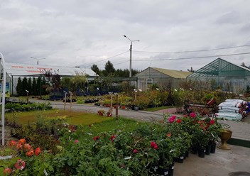 Саженцы в садовом центре Оазис Маркет Электрогорск