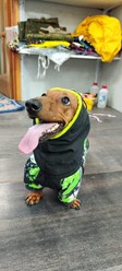 Фото компании Самозанятый Пес в пальто 58