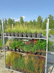 Фото компании  Питомник растений Малиновский 5