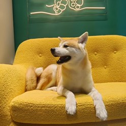 Фото компании  Зоосалон PekkerGroom 7