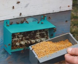 Сбор пчелиной пыльцы - обножки. Это источник всех микронутриентов (витамины, микроэлементы, аминокислоты)