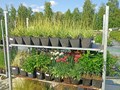 Фото компании  Питомник растений Малиновский 5