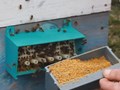 Сбор пчелиной пыльцы - обножки. Это источник всех микронутриентов (витамины, микроэлементы, аминокислоты)