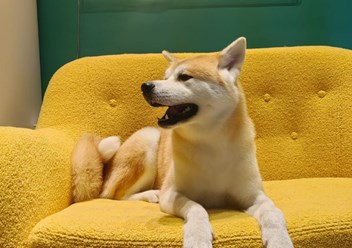 Фото компании  Зоосалон PekkerGroom 7