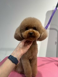 Фото компании ООО Марио Груминг 10