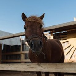 Фото компании ИП СельскийДворик 12