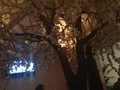 Фото компании  Токио, сеть японских кафе 4