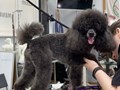 Фото компании  Международная академия груминга Милорд 5