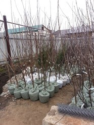 Осенняя подготовка плодоносящих деревьев