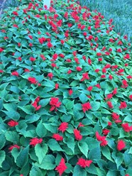 Фото компании  Питомник растений "Зайцево" 10