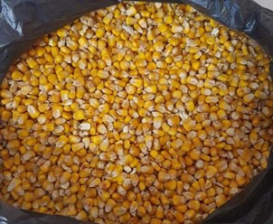 кукуруза кормовая