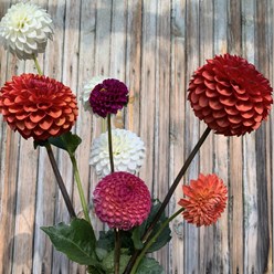 Георгины Полевской