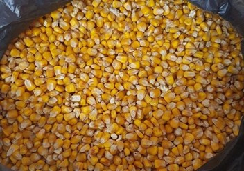 кукуруза кормовая