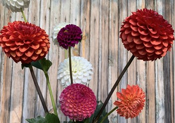 Георгины Полевской