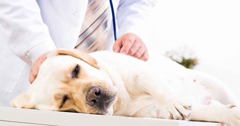 Фото компании  «РасВет» 6